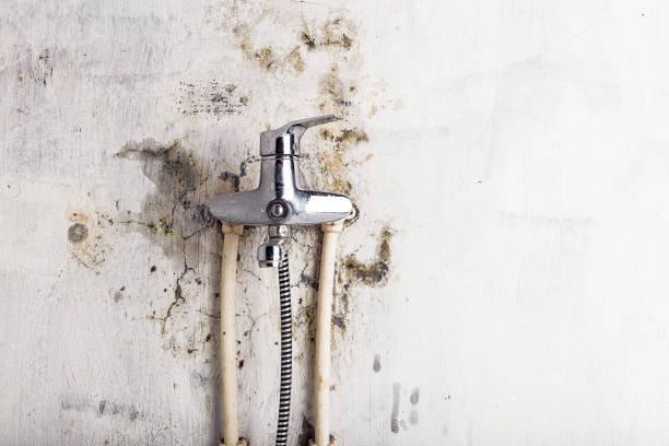 Best Mold Remediation Services  in South River, NJ