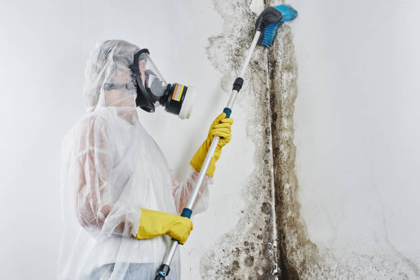 Best Attic Mold Removal  in South River, NJ