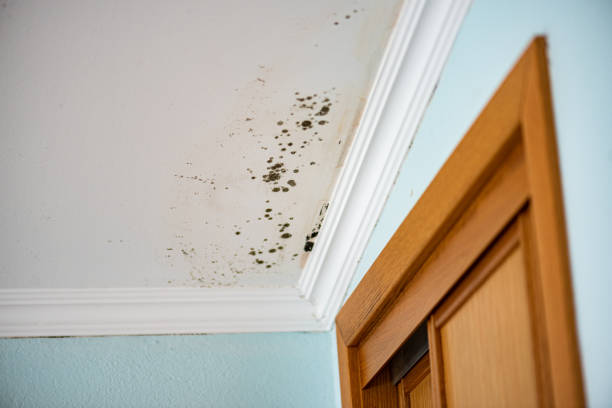 Best Commercial Mold Removal  in South River, NJ