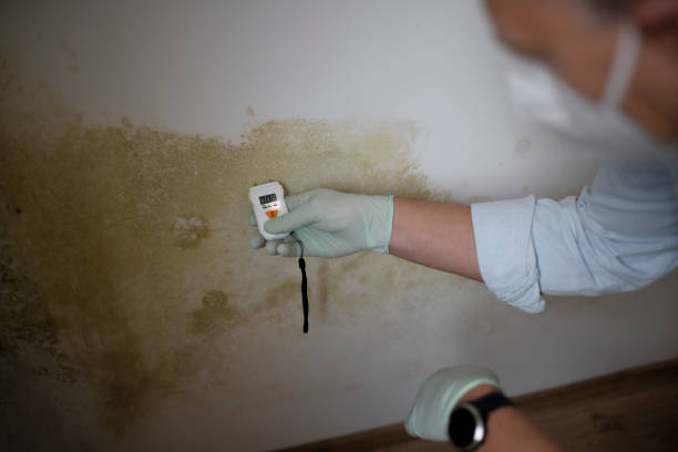 Best Crawl Space Mold Removal  in South River, NJ