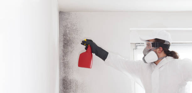 Best Residential Mold Removal  in South River, NJ