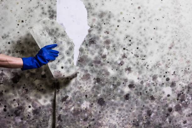 Best Black Mold Removal  in South River, NJ