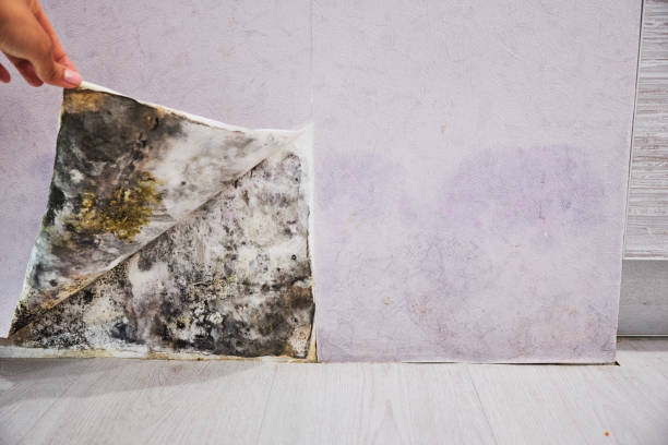 Best Mold Damage Repair  in South River, NJ